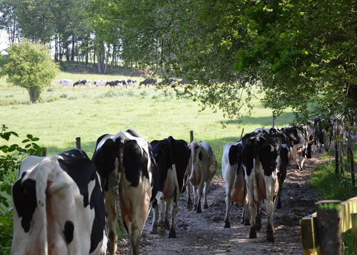 Retour vaches 4 au pont
