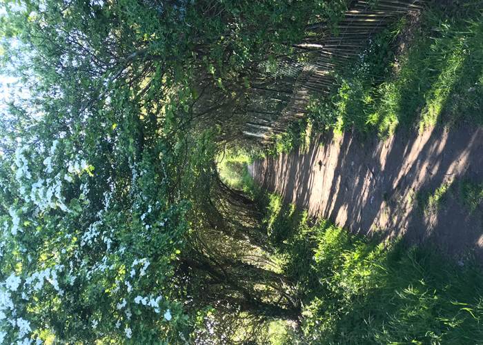 le Bois de Cise (4)