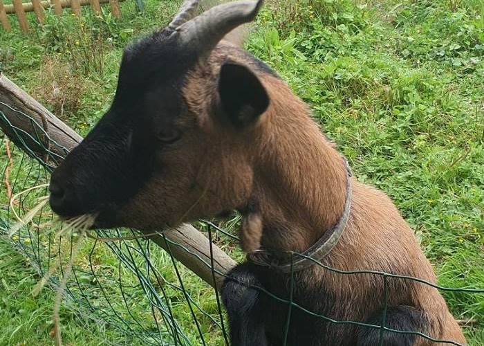 Câline la petite chèvre