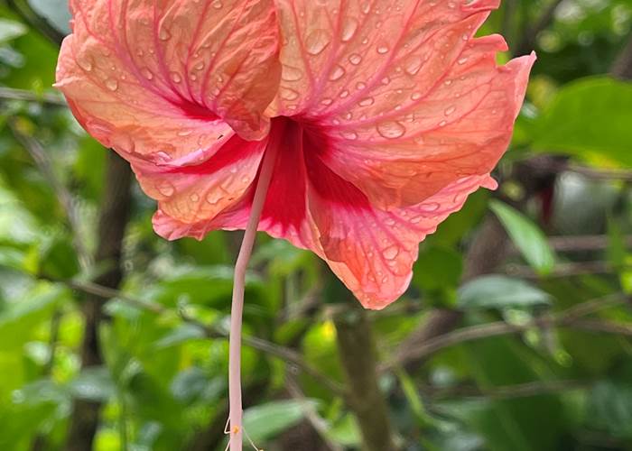fleur d'hibiscus