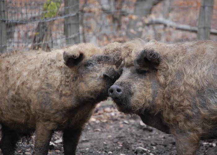 cochon magalica