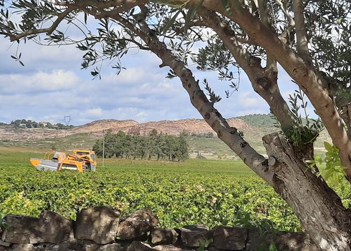 Les vendanges s'observent à Le Coq du Nord-Mailhac 🍇🍇🍇