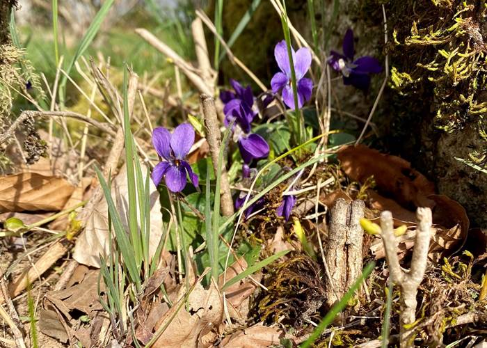 fleursd'iris-printemps-nature-campagne-environnement-chambredhôte-hautecorrèze