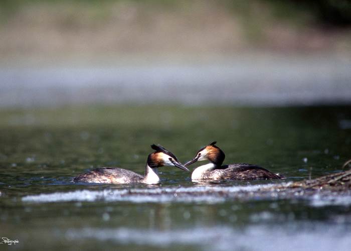 Réserve ornithologique