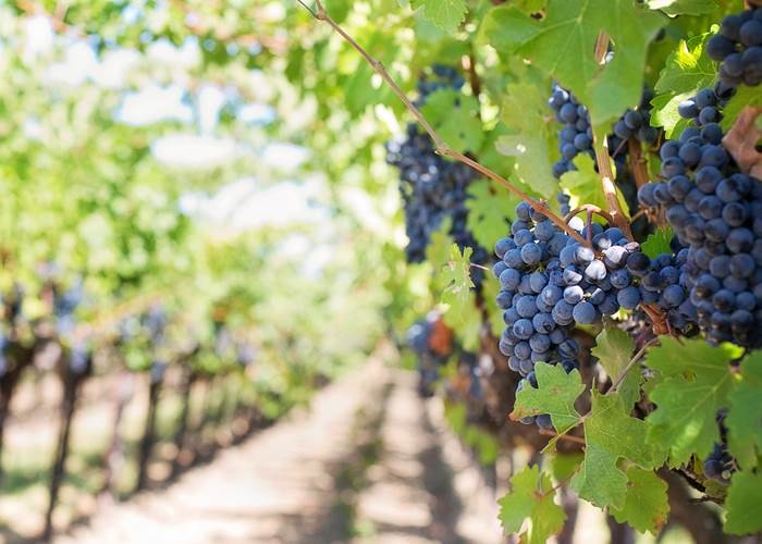 Vignes