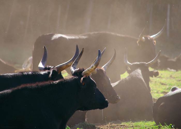 casadina-visitscamargue-bulls