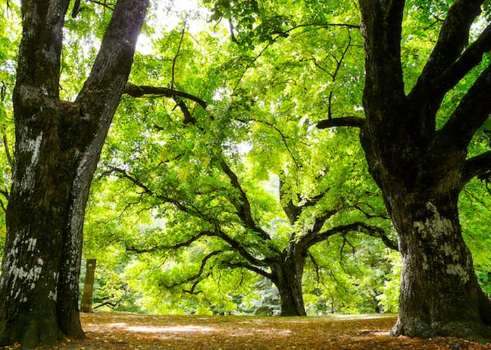 La foret vers Notre Dame de Lure