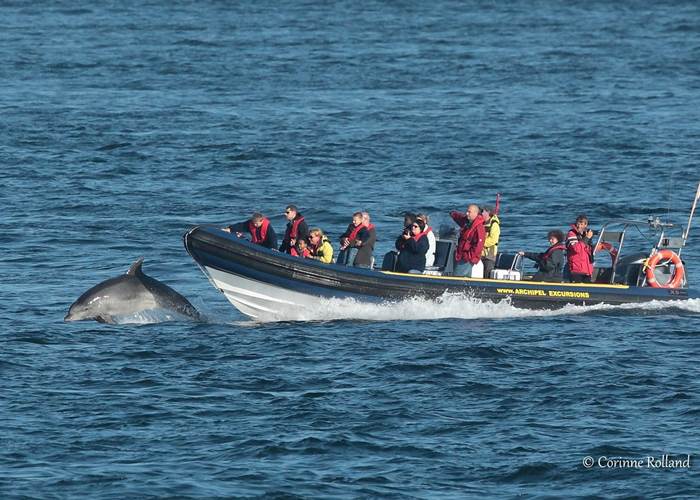Depuis Plouarzel en Bretagne, Arcipel Excusions organise au départ du Conquet une aventure unique pour les familles en quête de découvertes marines