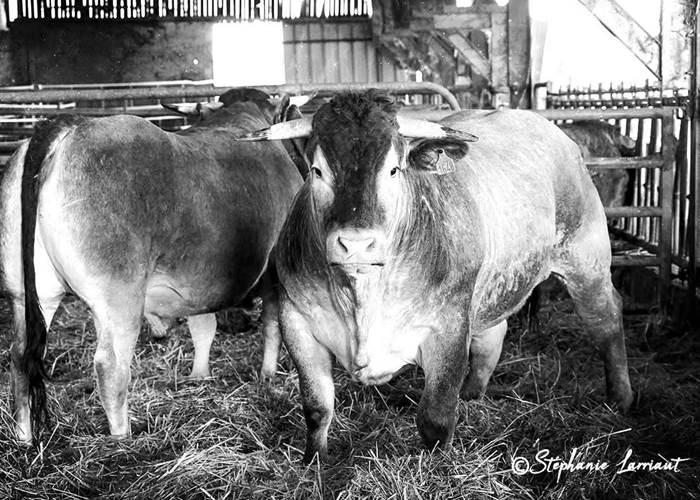 Baza'days ,visite de la ferme ,repas  25 &26 avril 2026