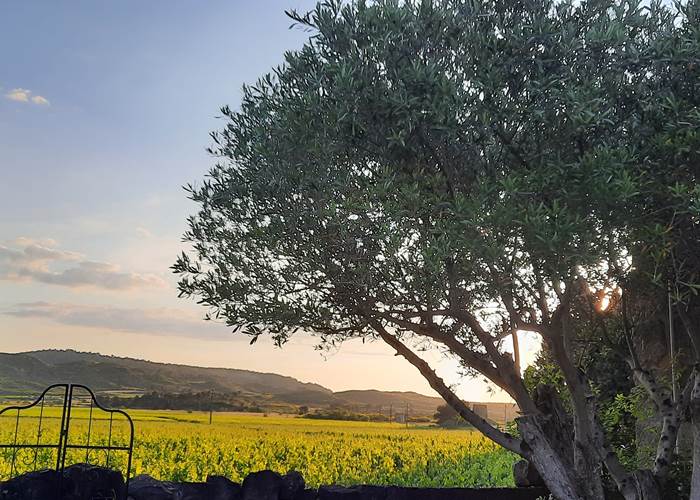 Le Coq du Nord-Mailhac vue sur les vignes