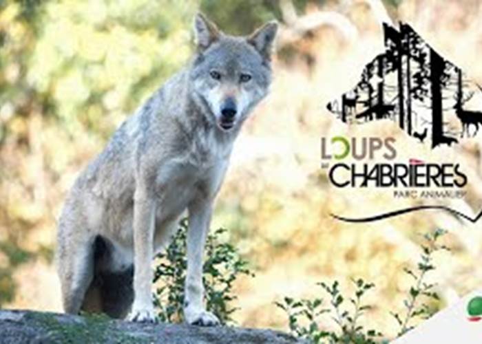 Loup de Chabriere-page