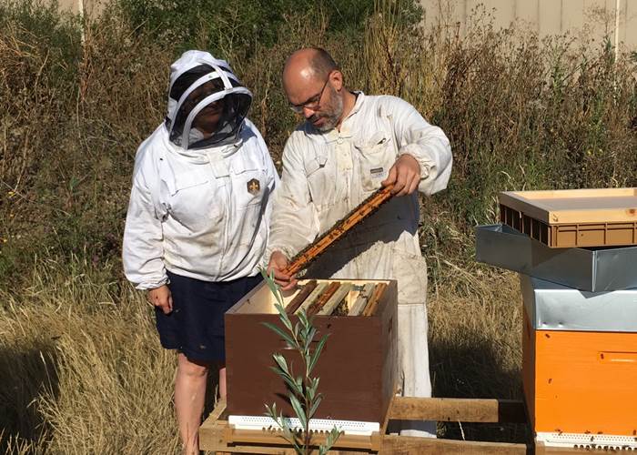 Mickael Preteseille - Apiculteur - Rucher de la Dame Blanche
