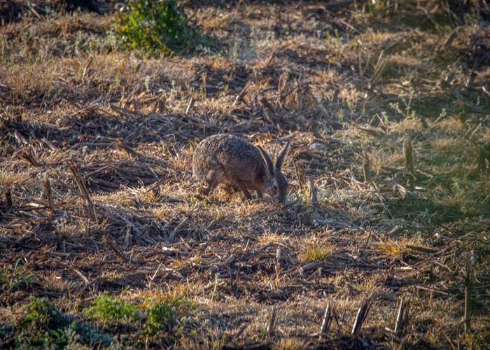 Lapin dans le champ