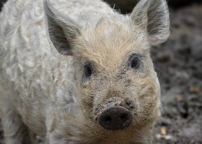 porcelet mangalica