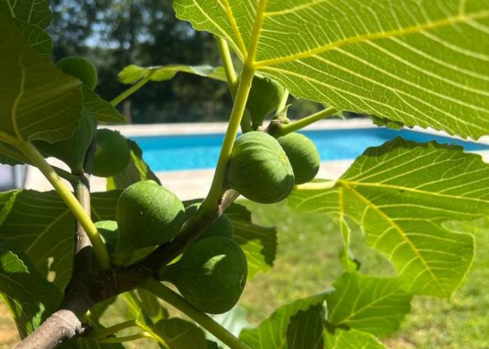 Hummmm ! Des figues à disposition