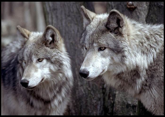 Les loups du Gévaudan à Saint Léger de Peyre