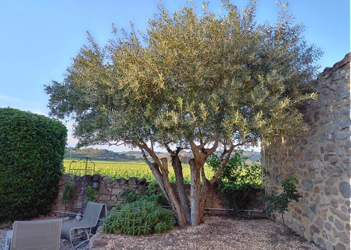 Il fait beau vivre au Coq du Nord -Mailhac