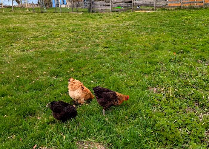 poules-pre-maison-hotes-saisonnee-aveyron