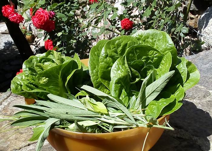 Salade du jardin