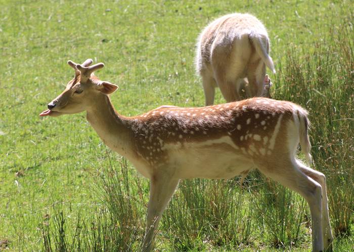 Daim dans la nature