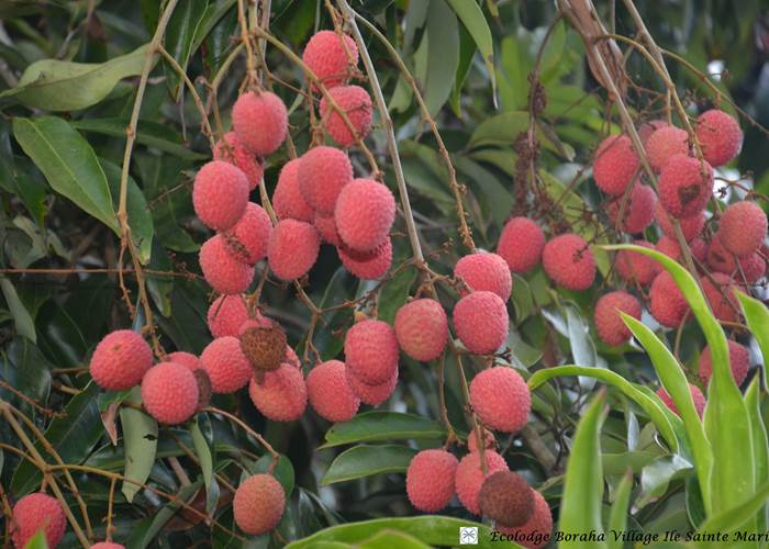 Jardin Boraha Village Ile Ste Marie Madagascar 08