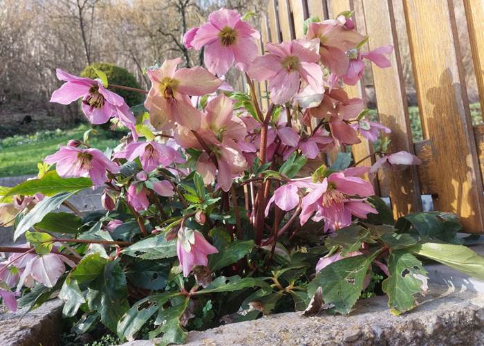 Les Longs Prés - Lompret, Chimay