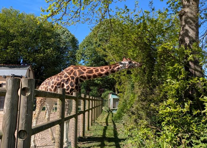 Girafe  au zoo de la  Bourbansais.close  to Domaine de launay blot