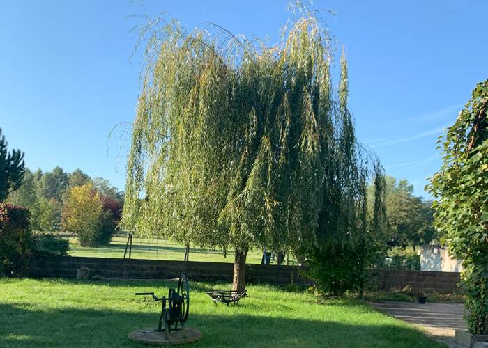Saule et balançoire