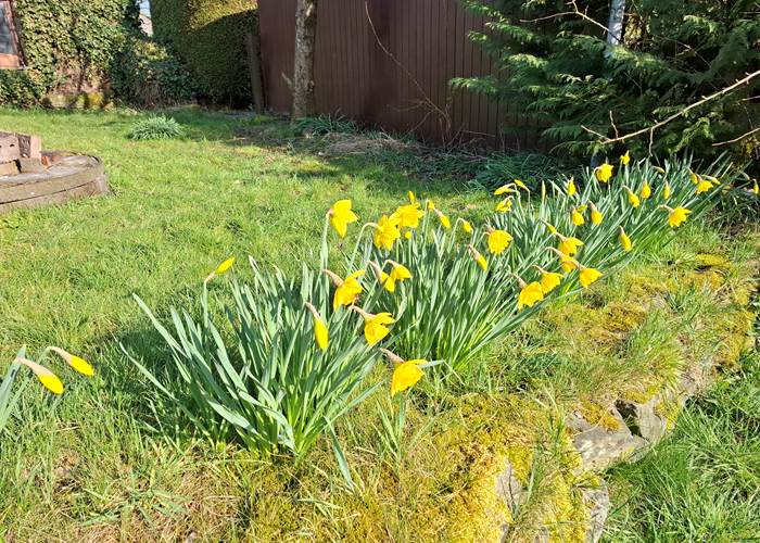 jonquilles dans le gîte 1