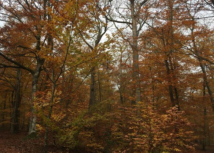 Automne en foret