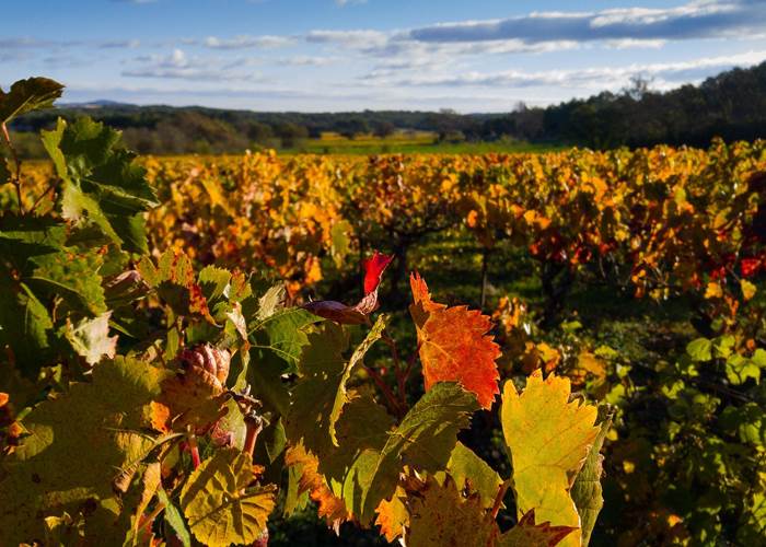 Vignes en habit d'automne Image par Jacqueline Macou