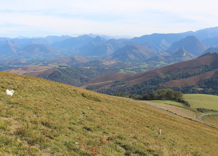 22 Pyrénées chiens acceptés