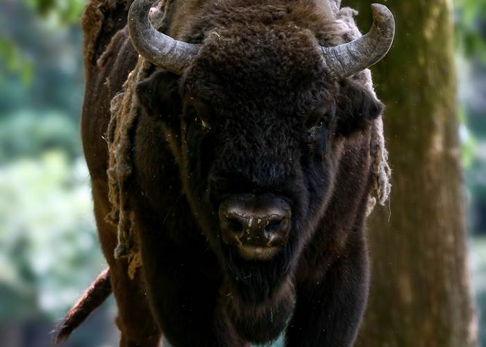 bisons 2