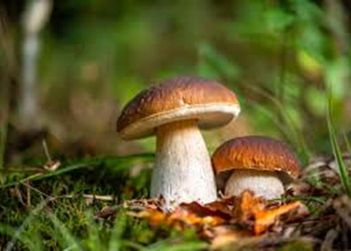 Le cèpe, le top des champignons-Forêt- nature