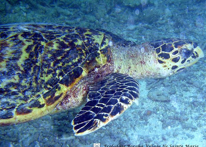 Faune Marine Boraha Village Ile Ste Marie Madagascar 16