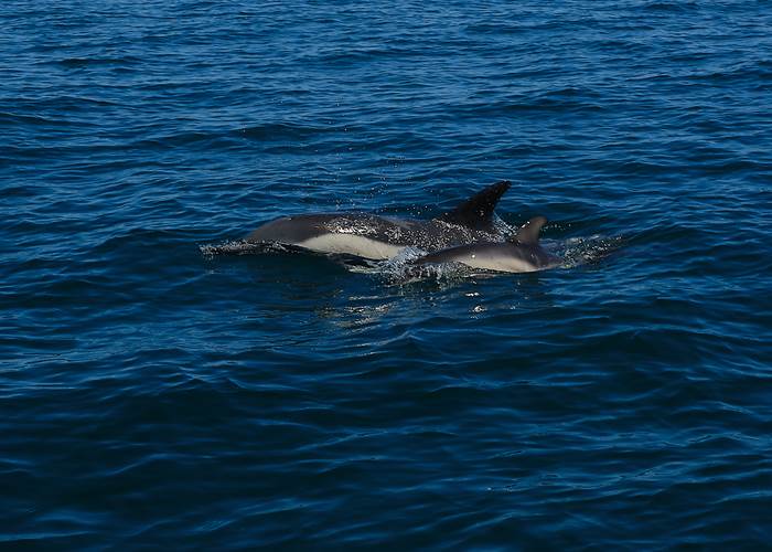 Une traversée bien souvent accompagnée des dauphins