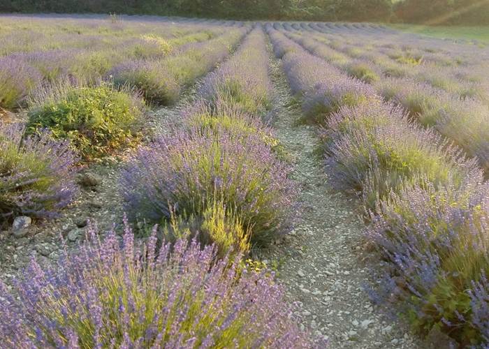 vue sur la lavande