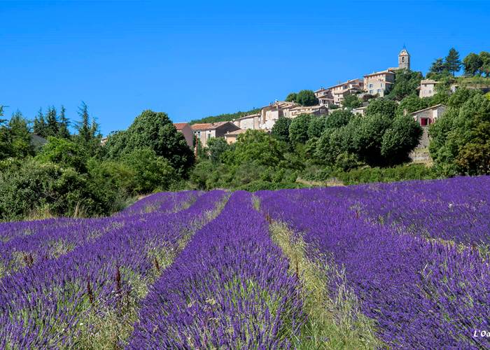 Lavandes à Banon