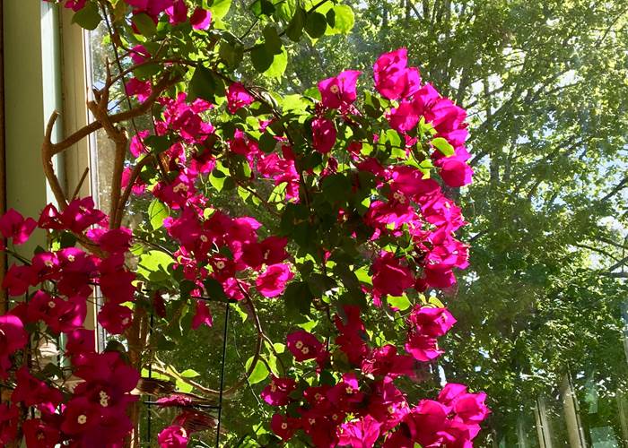 bougainvillee bnb Feuillantines dordogne