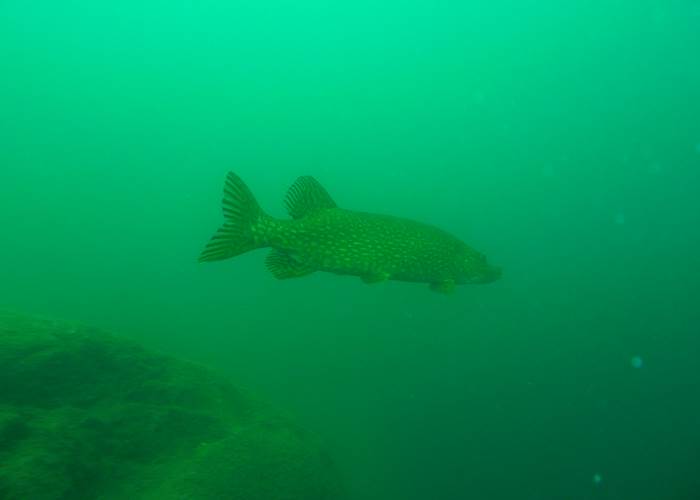 Plongée en eau douce : Brochet