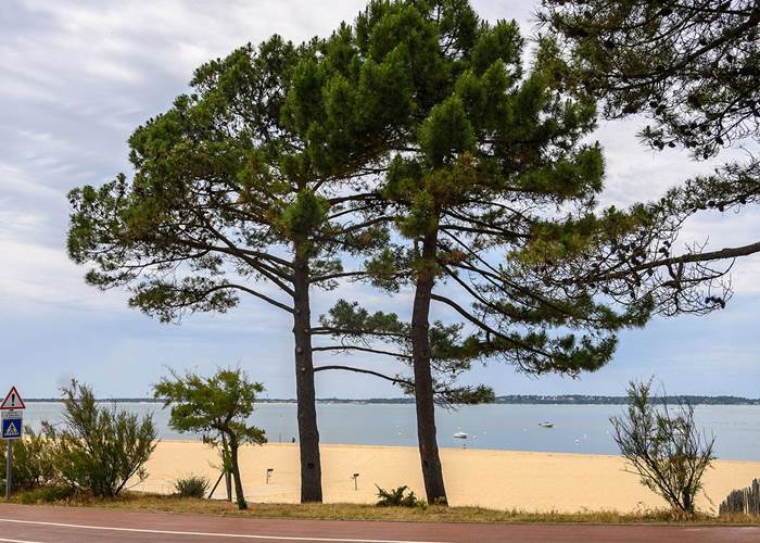 plage à l'ombre des pins