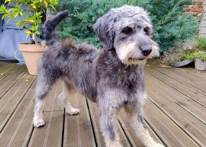 Voyager avec son chien