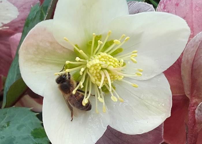 Abeille dans une rose de Noël