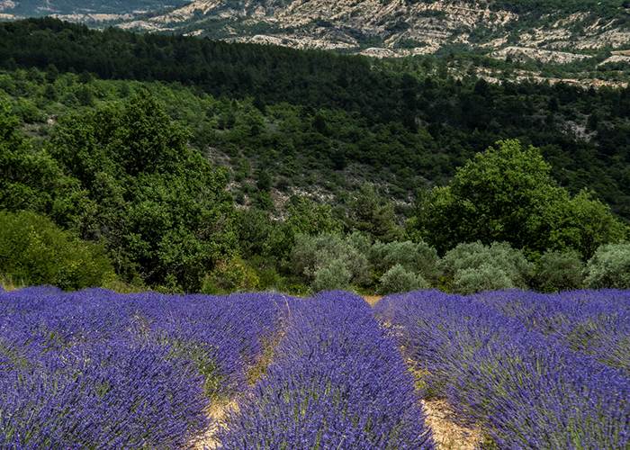 Lavandes en fleurs en Haute-Provence