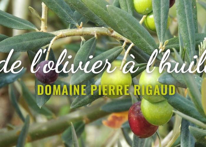 Le Domaine Rigaud, producteur oléicole à Livers-Cazelle