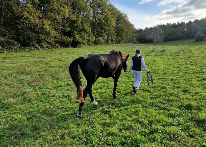 s'occuper de son cheval en vacances