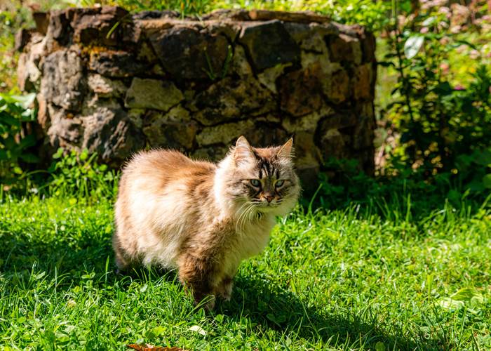 Yoyo, 1 princesse dans la forêt-page