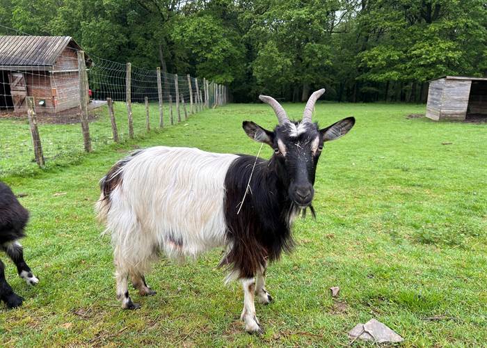 Chèvre des fossés 2