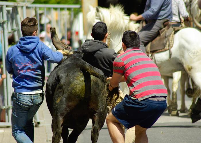 abrivado feria taureau cheval