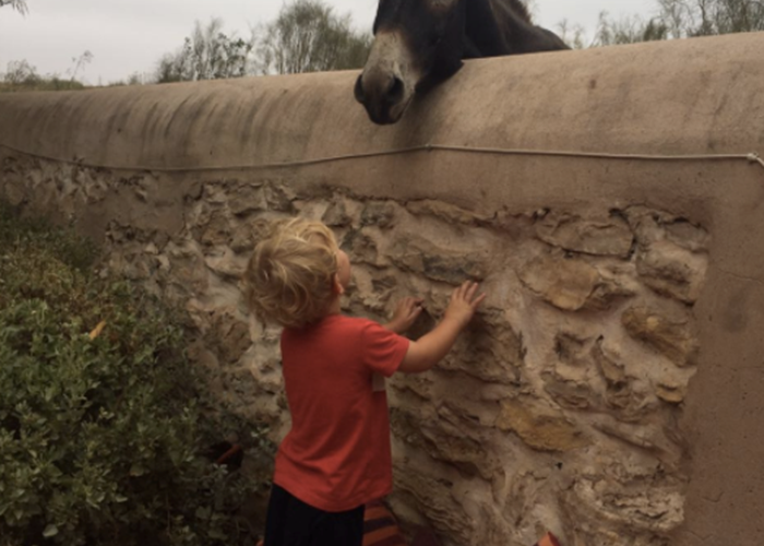 Riad Baoussala - les anes